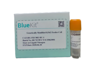 Genetically Modified K562 Feeder Cell